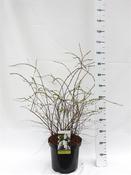 Spiraea x cinerea 'Grefsheim' 10 Litre Pot image
