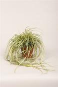 Carex oshimensis 'Evergold' (Japanese Sedge) 12cm Pot image