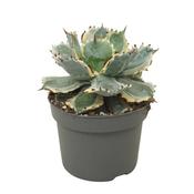 Agave potatorum 'Variegata' (Butterfly Agave) 13cm Pot image