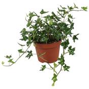 Hedera helix 'Ivalace' (Ivy) 13cm Pot, 30cm Trails image