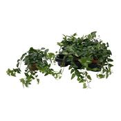 Hedera helix 'Lingusta' (Ivy) 13cm Pot, Short Trails image