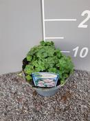 Geranium x cantabrigiense 'Biokovo' (Cranesbill) 13cm Pot image
