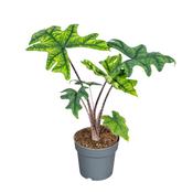 Alocasia 'Jacklyn' 14cm Pot, Height 45cm image