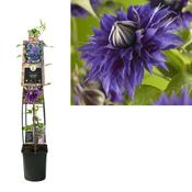 Clematis 'Multi Blue' in 5L Pot image
