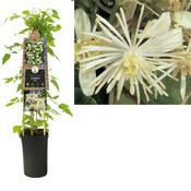 Clematis vitalba (Traveller's Joy / Old Man's Beard) in 2.25L Pot image