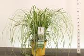 Carex 'Feather Falls' (Japanese Sedge) in 5L Pot image