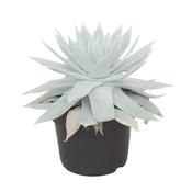Dudleya brittonii (Giant Chalk Dudleya) 17cm Pot image
