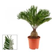 Zamia floridana / integrifolia (Coontie Palm) 17cm Pot, Height 50cm image