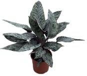 Apoballis acuminatissima 'Red Sword' 14cm Pot image