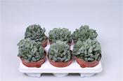 Adromischus cristatus 13cm Pot image