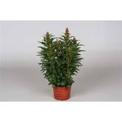 Antirrhinum (Snapdragon) Orange 12cm Pot image