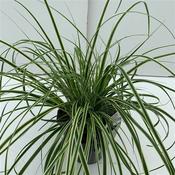 Carex oshimensis 'Evercream' (Japanese Sedge) 17cm Pot image