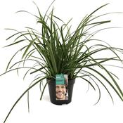 Carex morrowii 'Ice Dance' (Sedge) 17cm Pot image