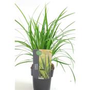 Carex morrowii 'Irish Green' (Sedge) 17cm Pot image