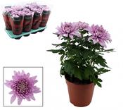 Chrysanthemum 'Zembla Next' Mix 13cm Pot image
