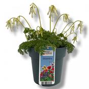Dicentra 'Amore Titanium'  (Bleeding Heart) 15cm Pot image