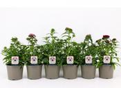 Dianthus barbatus (Sweet William) Mix 17cm Pot image