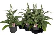 Digitalis purpurea 'Ice Queen Pink' (Foxglove) 17cm Pot image