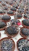 Echeveria glauca 8.5cm Pot image