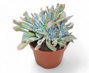 Echeveria 'Trumpet Pinky' 13cm Pot image