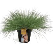 Festuca glauca 'Golden Toupee' 17cm Pot image