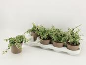 Ficus pumila 'Sunny' (Creeping Fig) Variegated 12cm Pot image