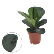 Ficus lyrata 'Bambino' Green 12cm Pot, Height 25cm image
