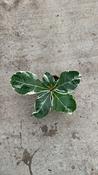 Ficus lyrata 'Bambino' Variegated 10.5cm Pot, Height 15cm image