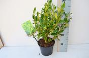 Griselinia littoralis 'Green Horizon' 17cm Pot image