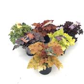 Heuchera Mix 12cm Pot image