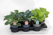 Hosta Mix 15cm Pot image