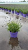 Lavandula angustifolia 'Hidcote' (English Lavender) 19cm Pot image