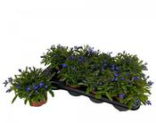 Lobelia erinus 'Hot Blue' 12cm Pot image