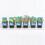 Oxygenating Plant Mix 11cm Pot image