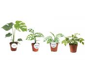 Monstera Exclusive Mix (Variegated / Rare) in 12cm Pot image