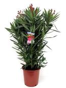 Nerium oleander in 28cm Pot, Height 100cm image