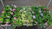 Scented Pelargonium (Geranium) Mix 12cm Pot image