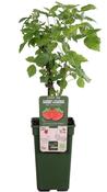 Rubus idaeus (Raspberry) Mix 3 Litre Pot image