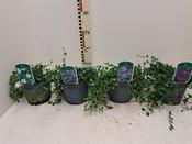 Vinca (Lesser Periwinkle) Mix 2L Pot image