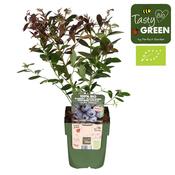 Vaccinium corymbosum 'Sunshine Blue' (Blueberry) 13cm Pot image