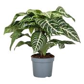 Aphelandra squarrosa 'Green' (Zebra Plant) 13cm Pot image