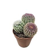 Echinocereus rigidissimus var. rubrispinus 5.5cm Pot image