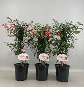 Fuchsia 'Bella Fuchsia' Mix 19cm Pot, On Stem, Height 70cm image