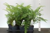Dicksonia antarctica (Tree Fern) 1.5 Litre Pot image