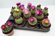 Notocactus uebelmannianus / Parodia werneri 8.5cm Pot image