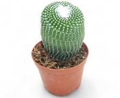 Notocactus / Parodia leninghausii 'Inermis' 10.5cm Pot image
