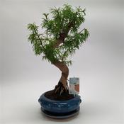 Pseudolarix amabilis (Golden Larch) Bonsai in 24cm Ceramic Pot, Height 40cm image