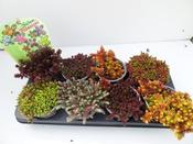 Sedum Mix in 12cm Pot