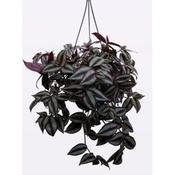 Tradescantia zebrina 19cm Hanging Pot
