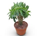 Pachypodium lamerei (Madagascar Palm) in 10.5cm Pot